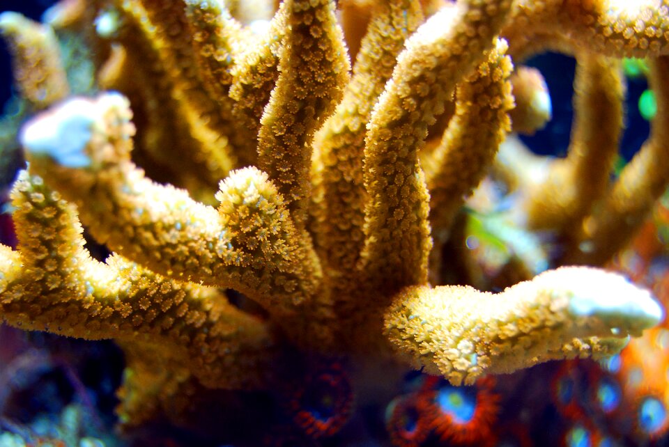 Underwater marine ocean