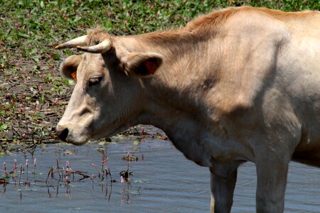 Horns cattle countryside photo