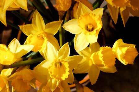 Yellow daffodils jonquille