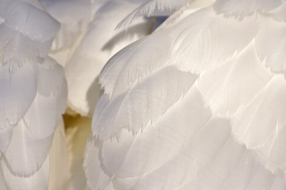 White animal world bird