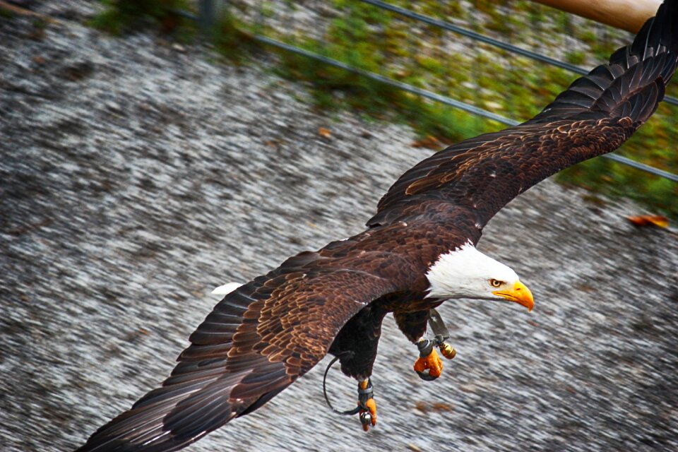 Bird of prey raptor bill