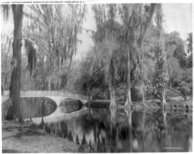 Nature's Mirror, Magnolia-on-the-Ashley, Charleston, S.C. LCCN2005694795