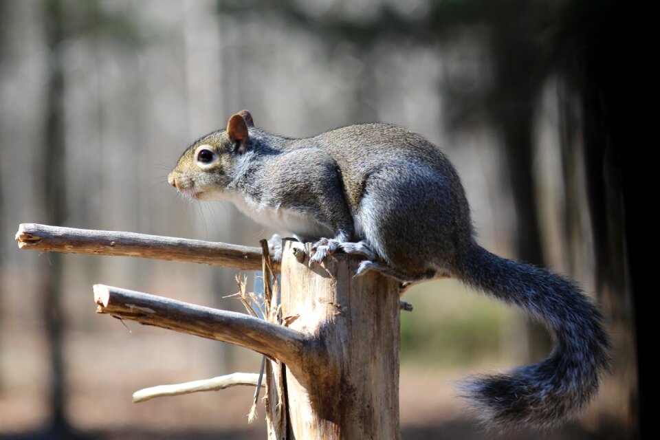 Nature outdoors animal