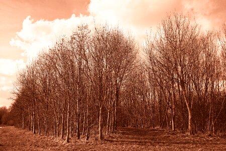 Trunk slender tree bare tree