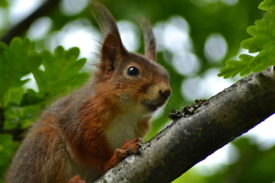Nature animals outdoor
