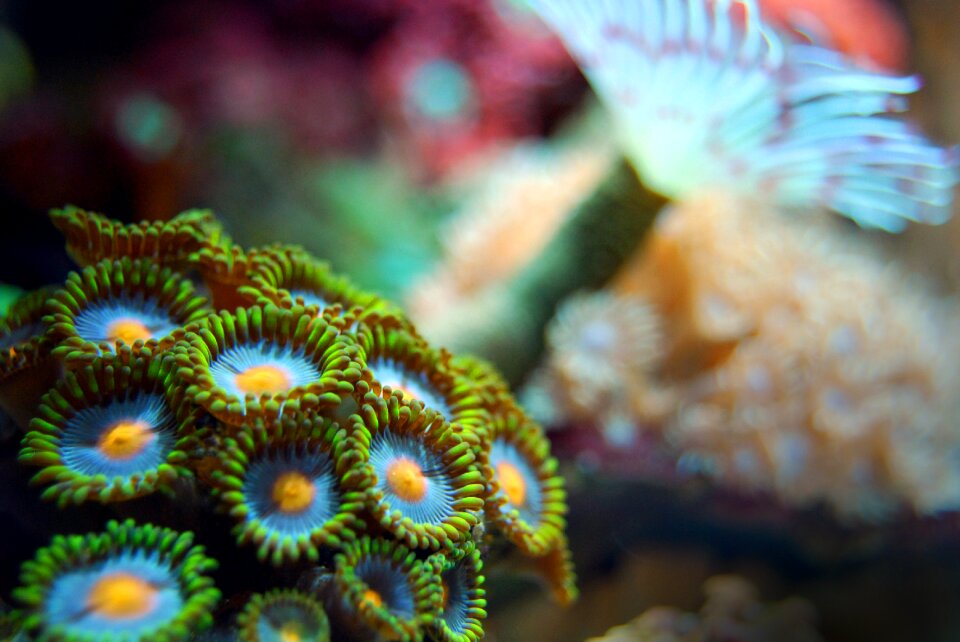 Underwater marine ocean