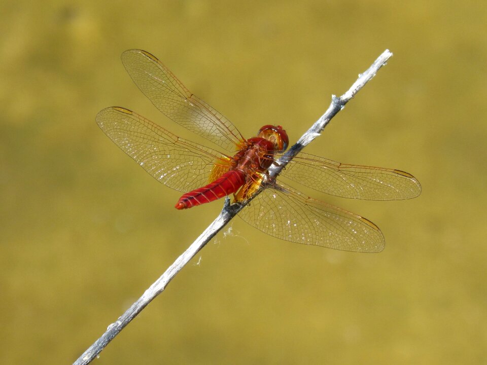 Beauty erythraea crocothemis sagnador scarlet
