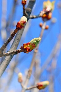 Plant season leaf plants photo