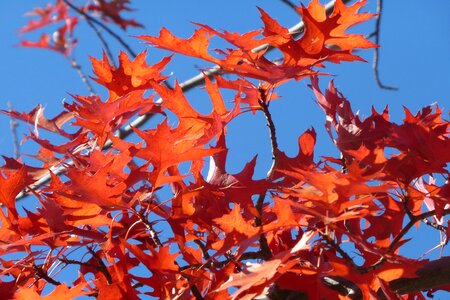 Tree nature leaves