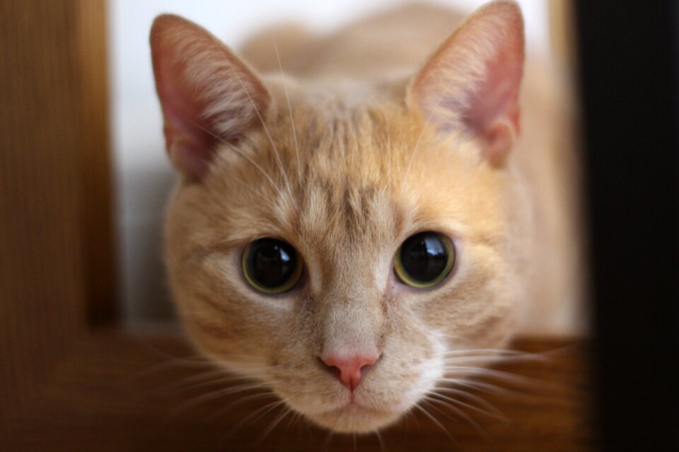 Kitten pet brown pets