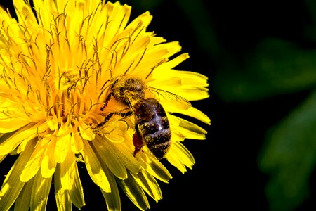 Flower pollen pollination