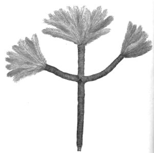 Native tribes of South-East Australia Fig 41 - Token worn by messenger