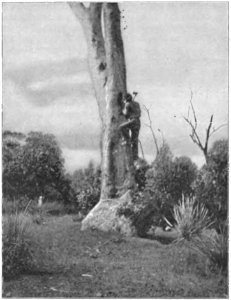 Native tribes of South-East Australia Fig 53 - A Kurnai man climbing a tree