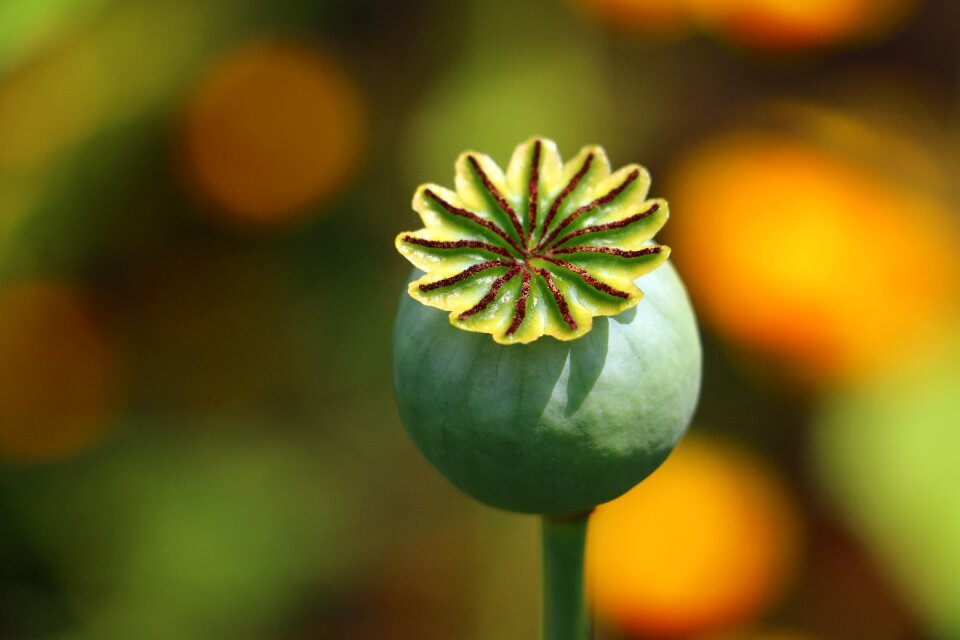 Opium seed box colors
