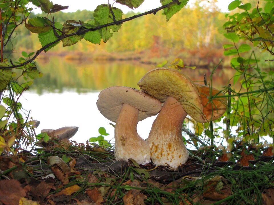 Forest autumn edible mushrooms