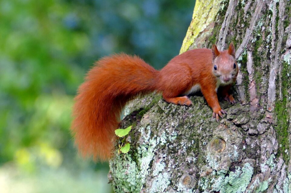 Park nature cute