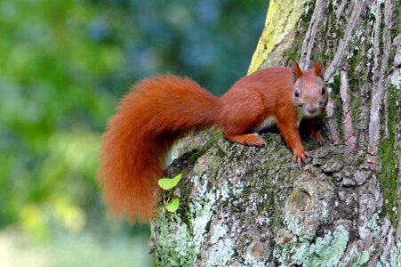 Park nature cute