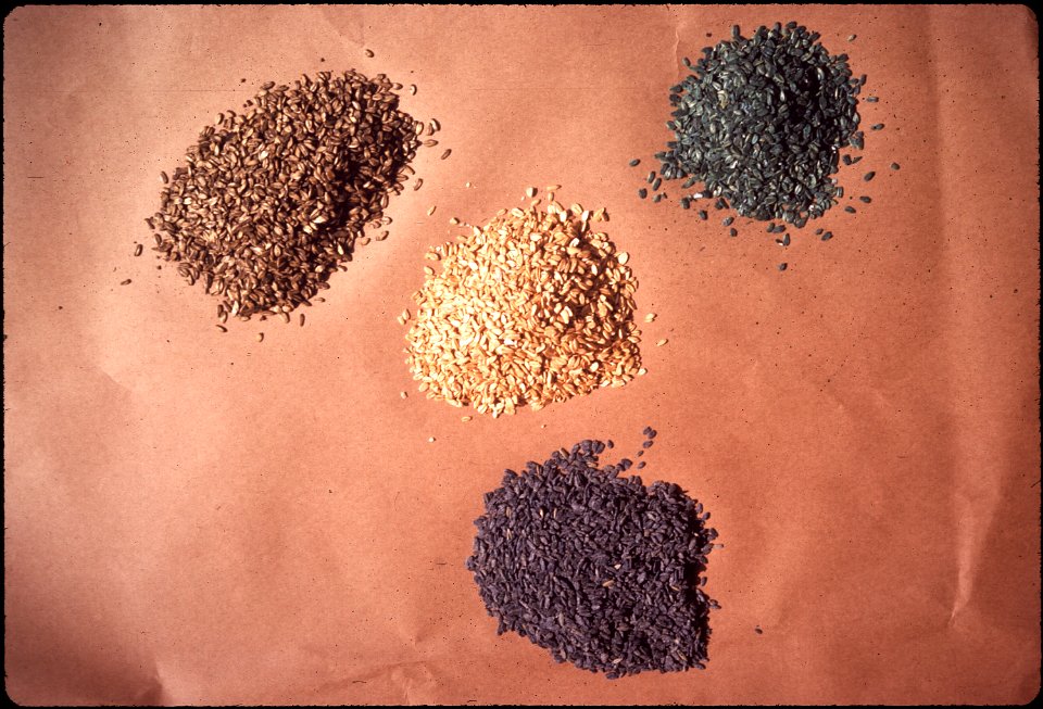 NATURAL GRAIN IN CENTER, BLUE OATS POISIONED WITH PIVAL FOR RAT AND MOUSE BAIT, GREEN WITH - NARA - 542738