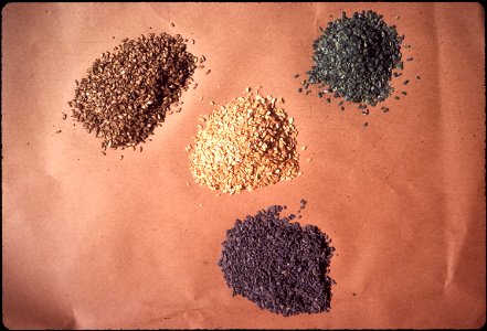 NATURAL GRAIN IN CENTER, BLUE OATS POISIONED WITH PIVAL FOR RAT AND MOUSE BAIT, GREEN WITH - NARA - 542738 photo