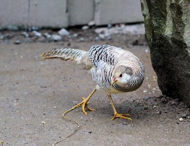 Bird feather poultry photo