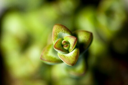 Fleshy in this leaf affix