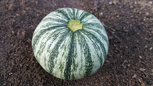 Squash round pumpkin