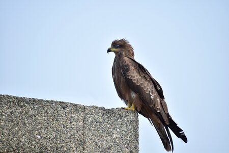 Predator clanga hastata bird of prey photo