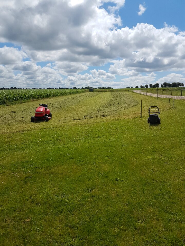 New beaten grass