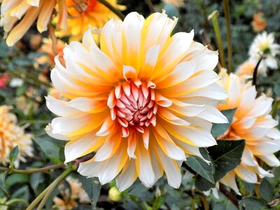 Garden summer dahlia