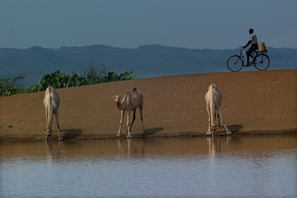 Nature of Kenya with animals