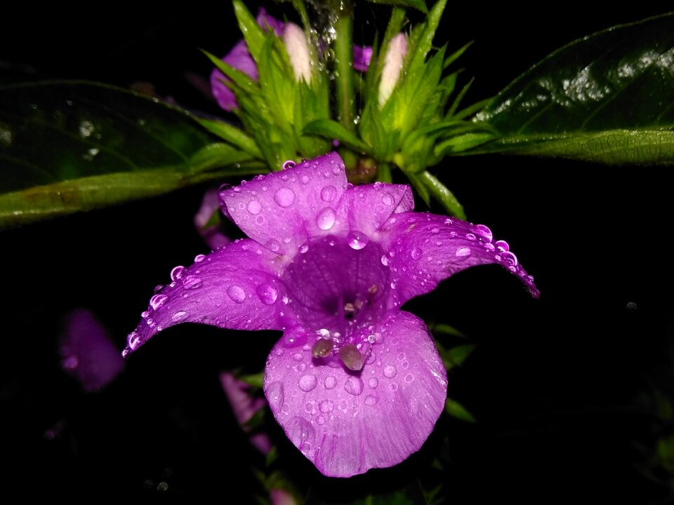 Blue flower flower water drop