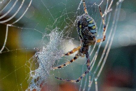 Spiderweb natural drop