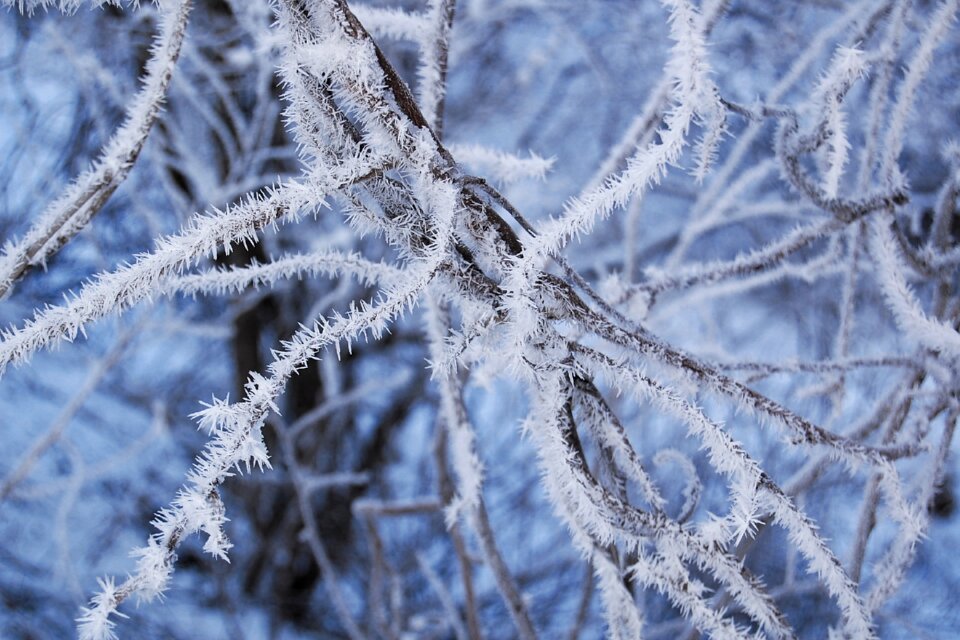 Ice frost 樹霜