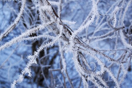 Ice frost 樹霜