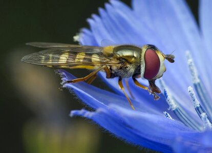 Fly animal wing