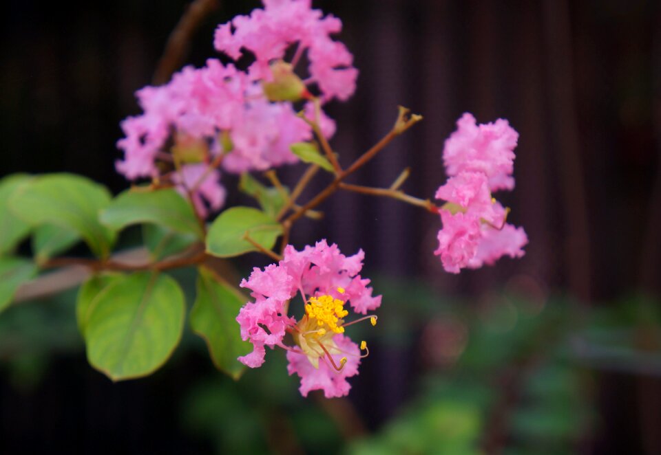 Natural bunches of flowers pink