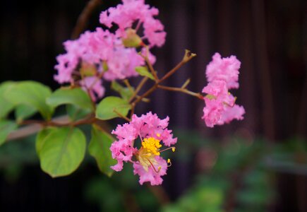 Natural bunches of flowers pink