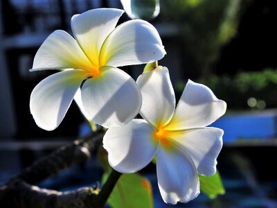 Petal garden frangipani