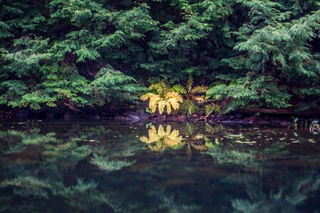 Forest water reflection photo