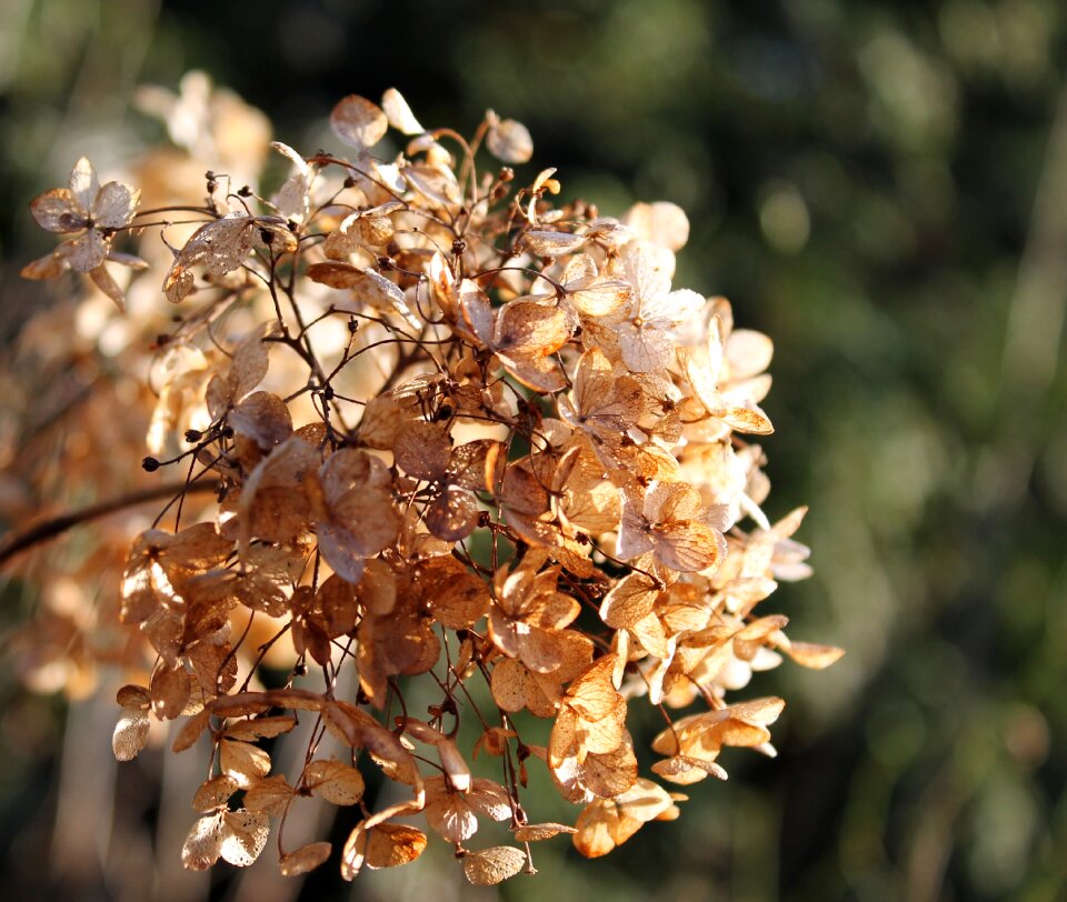 Tree outdoors hortensia