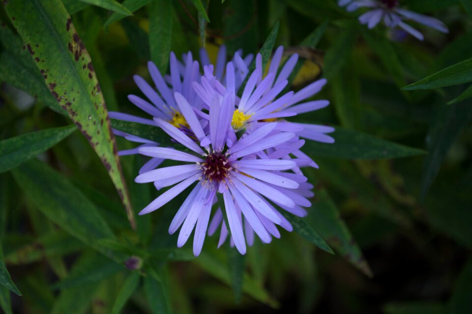Flowers spring wild