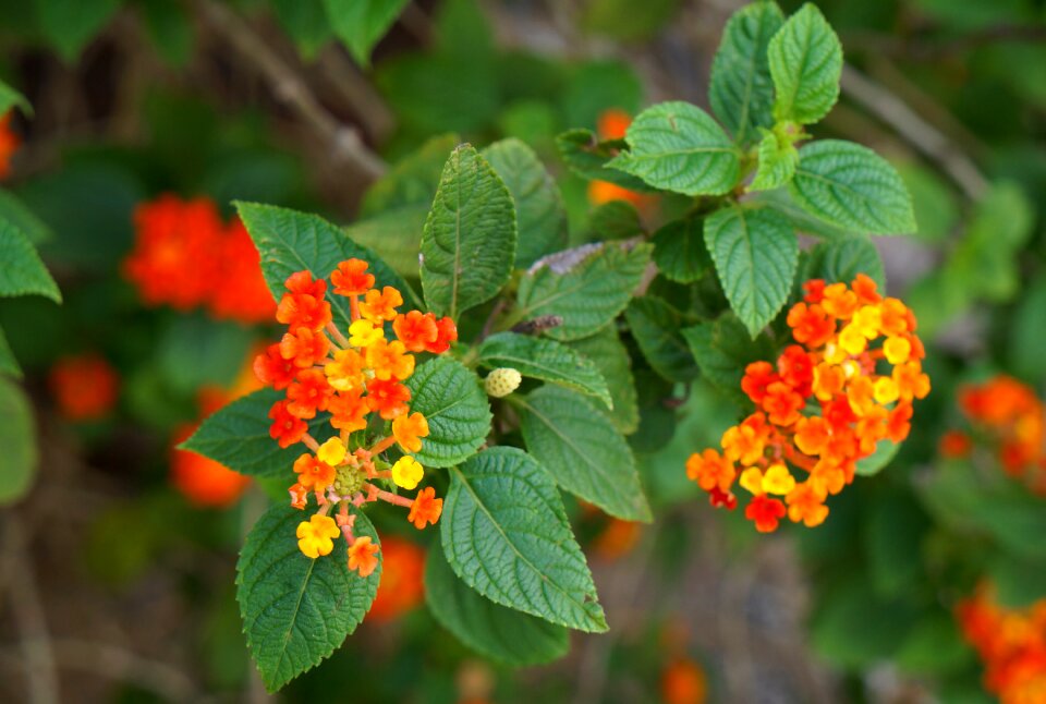 Natural bunches of flowers team colors