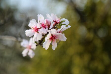 Tree almond blooming