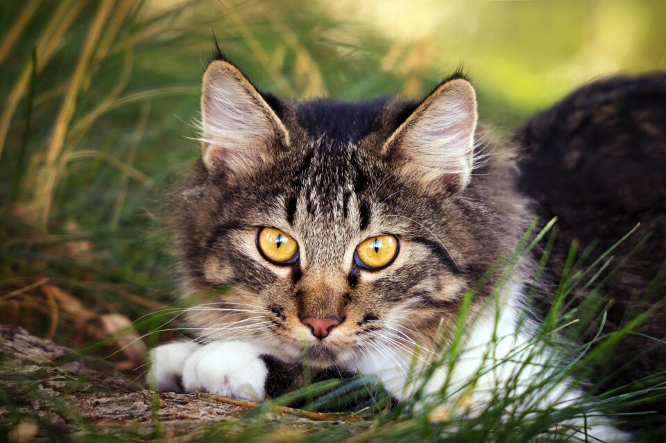 Cute little mammal