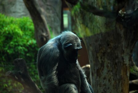 Primate rest animal photo