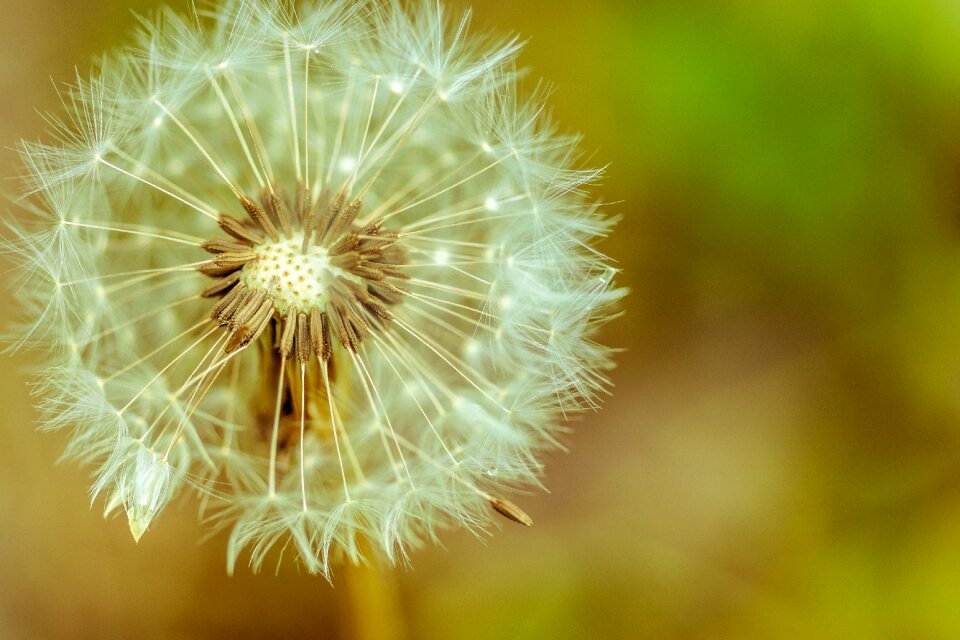 Flower seeds summer