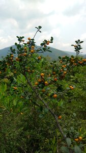 Fruits tree hills