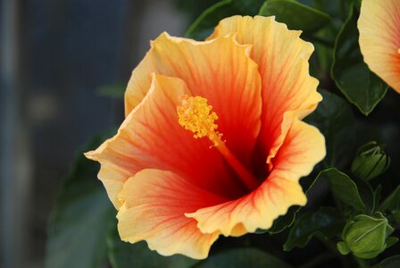 Blossom bloom hibiscus photo