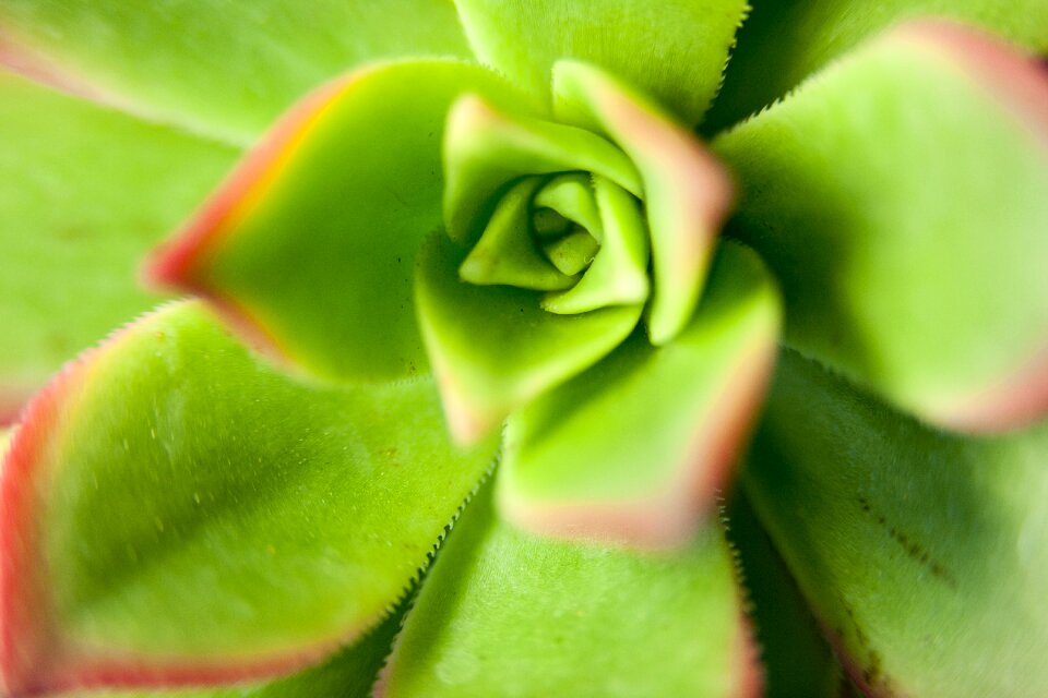 Fleshy in this leaf affix