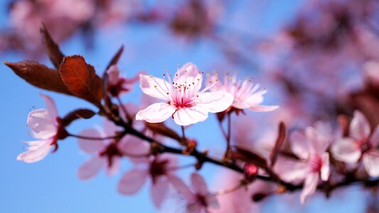 Flower cherry wood nature photo